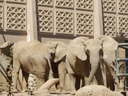Elephants at Basel Zoo