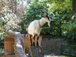 Goat at Basel Zoo