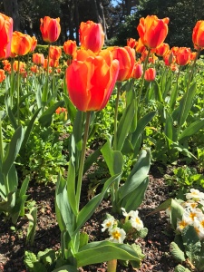Tulip Garden at Golden Gate Park